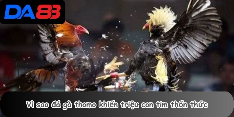 Vì sao đá gà thomo khiến triệu con tim thổn thức